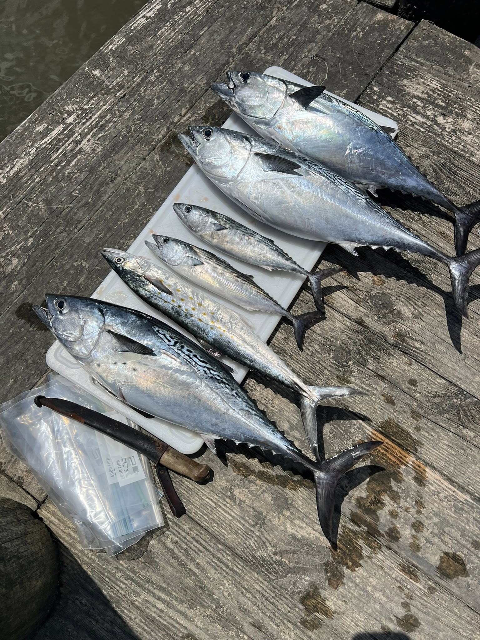 Two Atlantic Bonito and Little Tunny fish in NC
