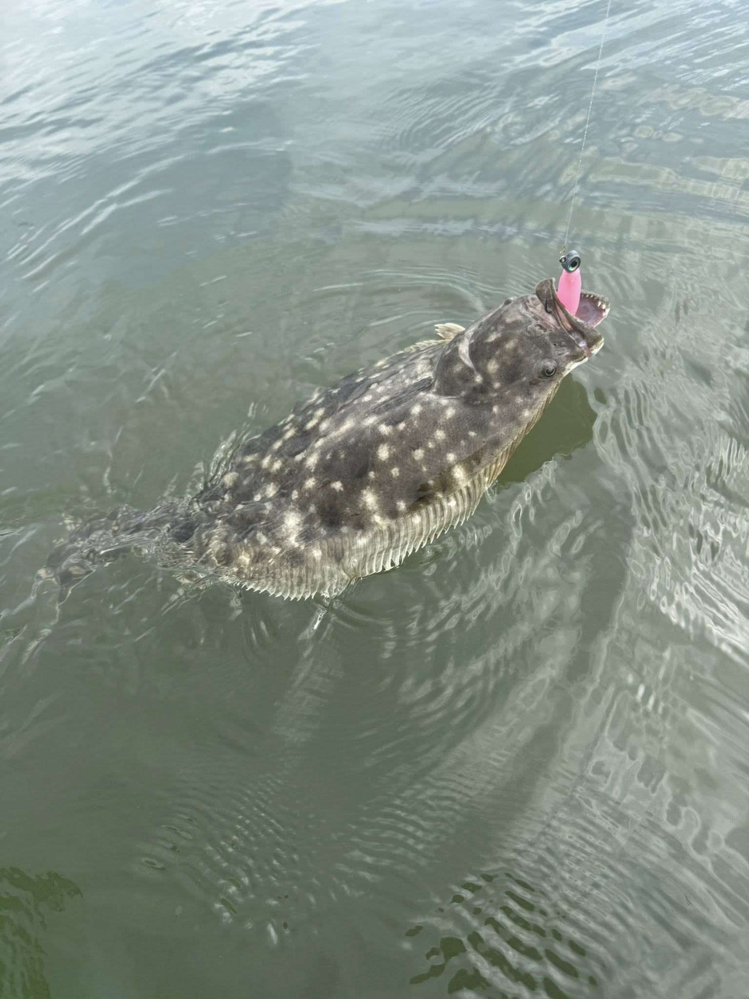 Southern Flounder caught in NC