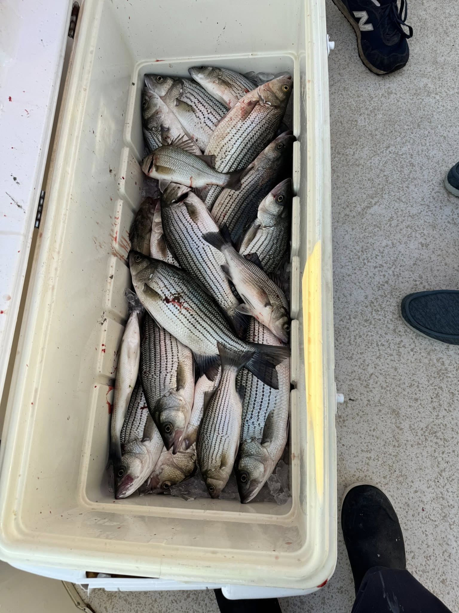 Cooler full of freshly caught white bass and striped bass from North Augusta SC fishing trip