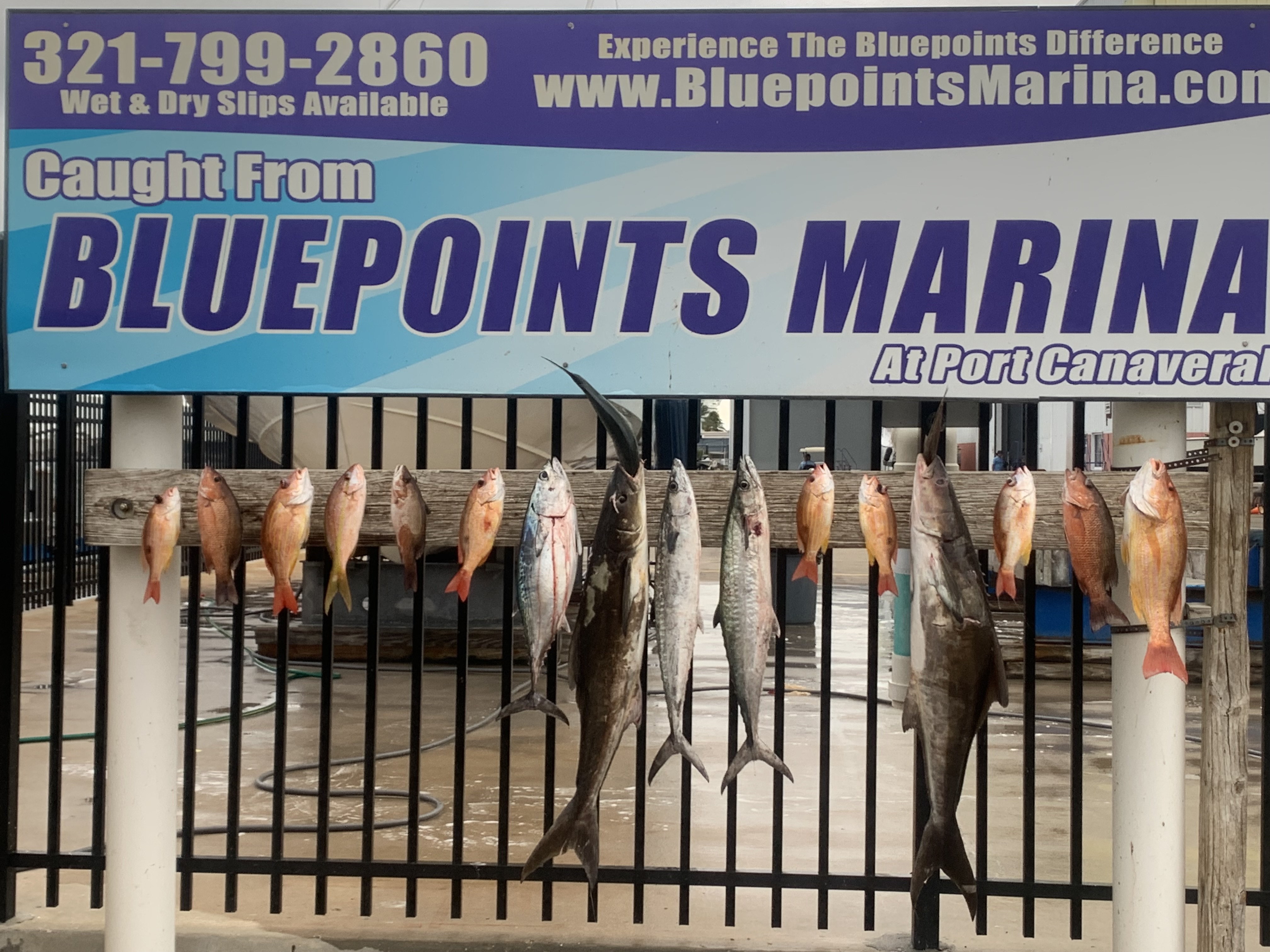 10 King Mackerel, Atlantic Bonito, Little Tunny fish caught at Cape Canaveral