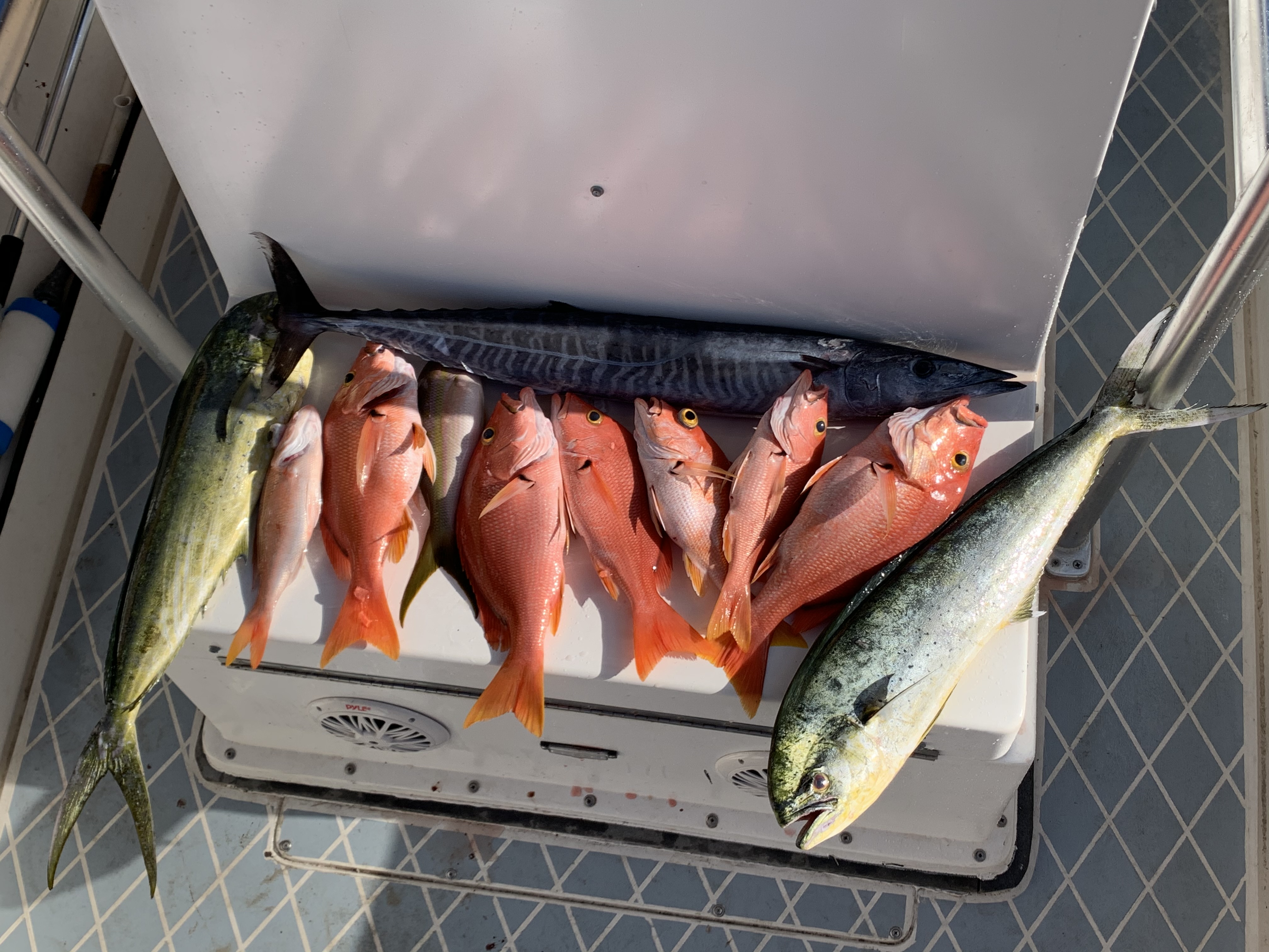 9 wahoo fish caught at Cape Canaveral