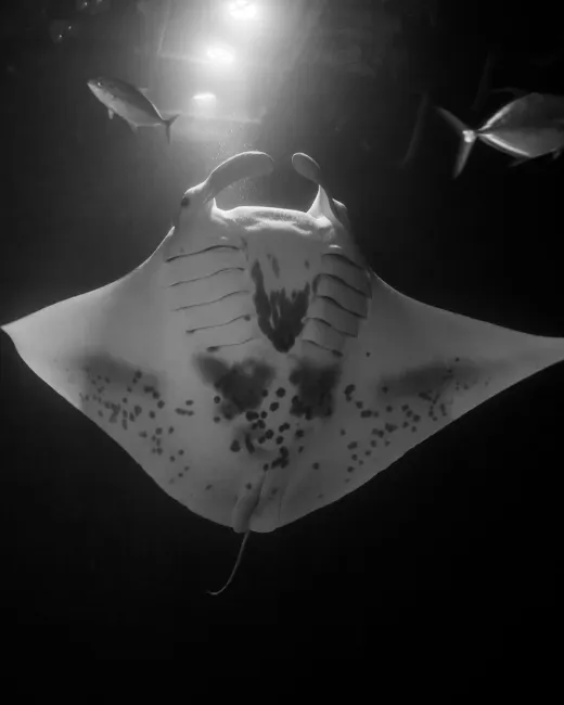 Night snorkel trip in Kona Hawaii with manta rays feeding under underwater lights