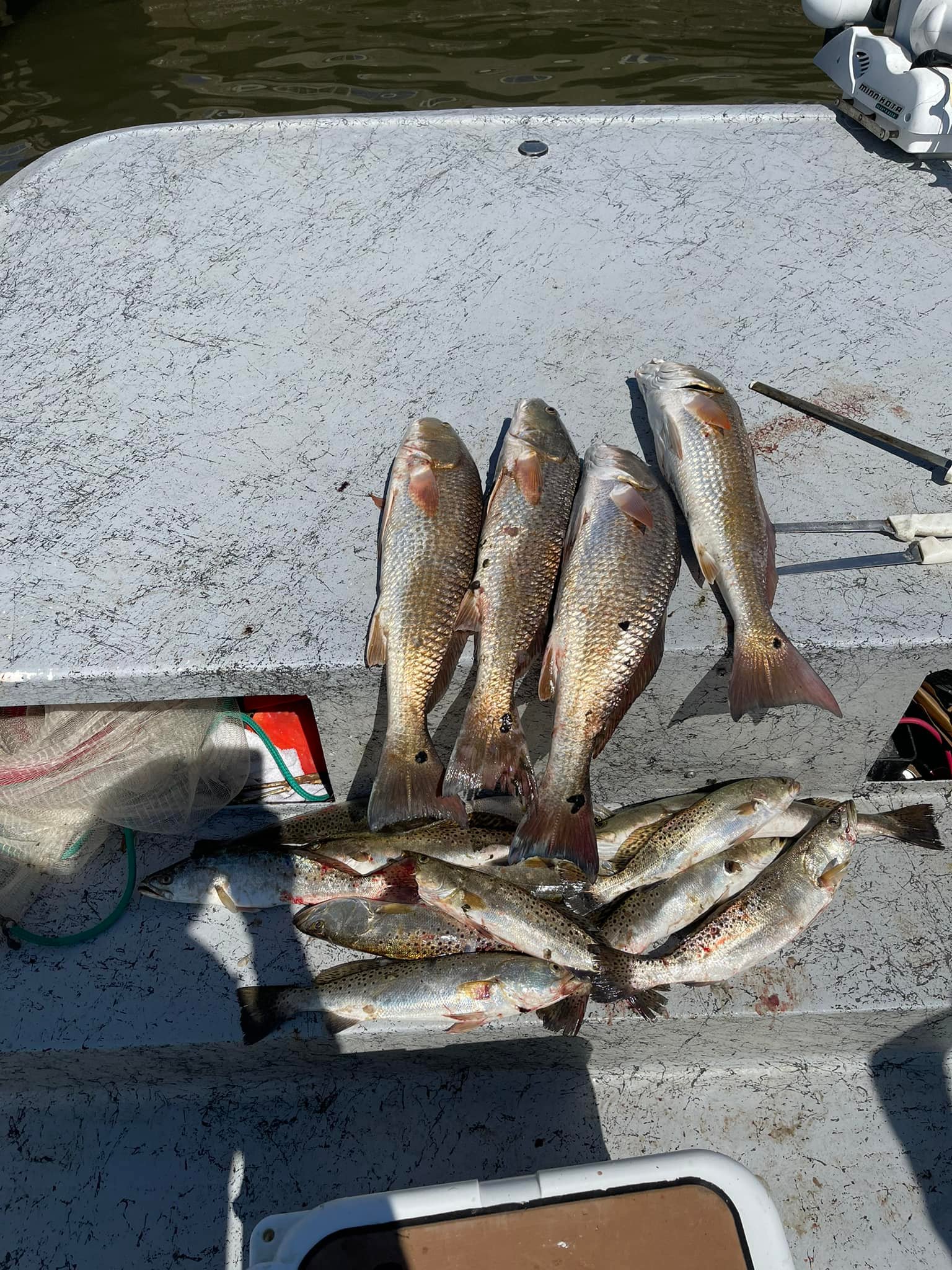 Five spotted weakfish and redfish caught while fishing in FL