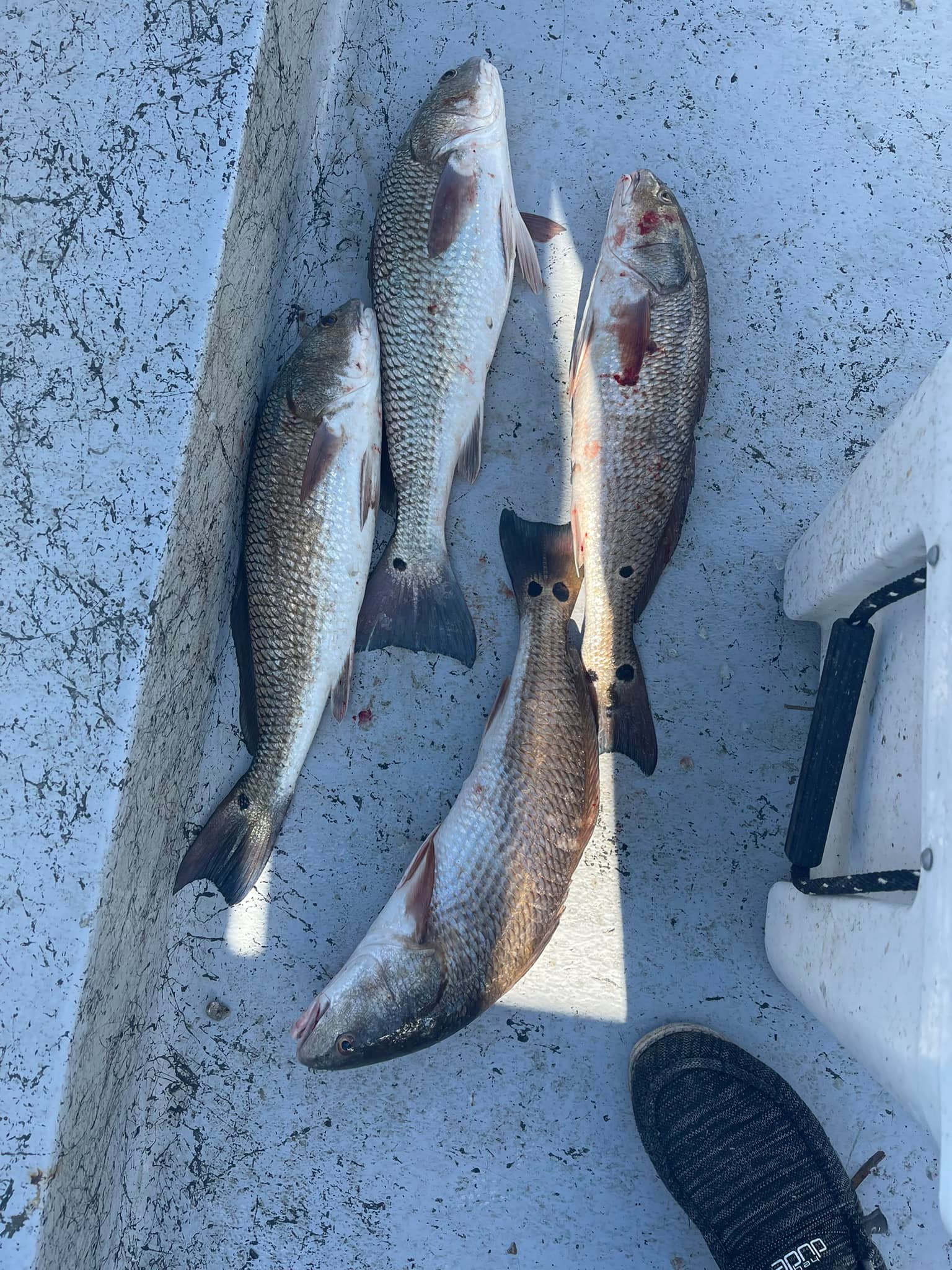 Four redfish caught in Cedar Key, Florida