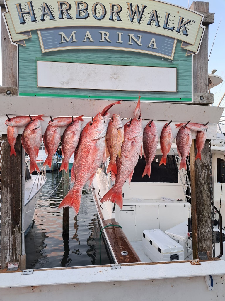 8 fish caught in Destin