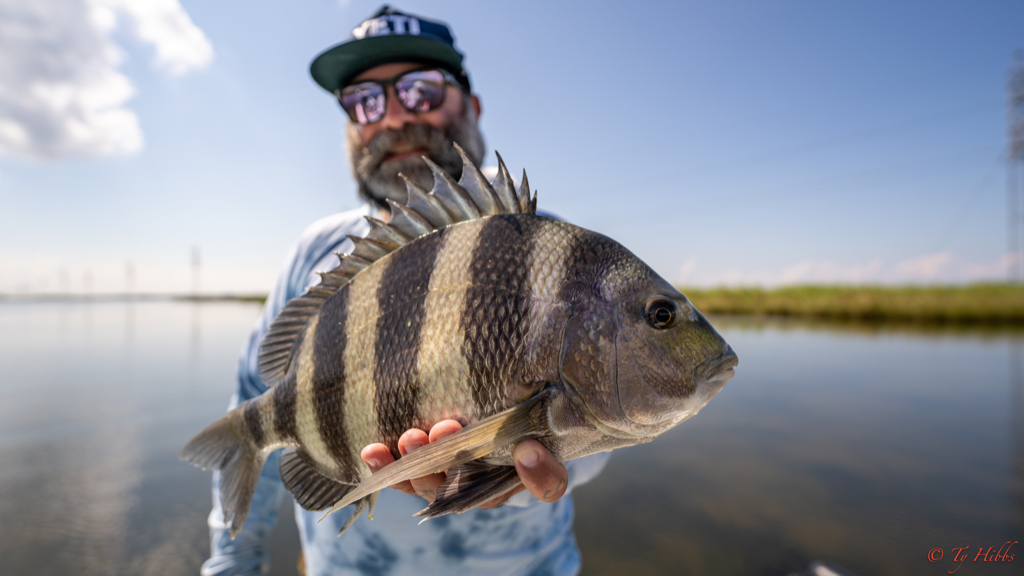 Sheepshead fish caught by one person in Slidell