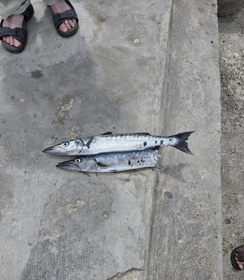 Two Great Barracuda caught fishing in Dominicus