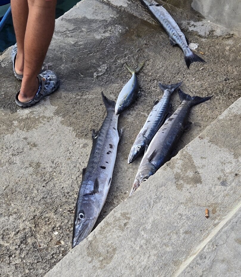 Four great barracuda fish laid out on concrete dock after successful fishing trip in Dominicus