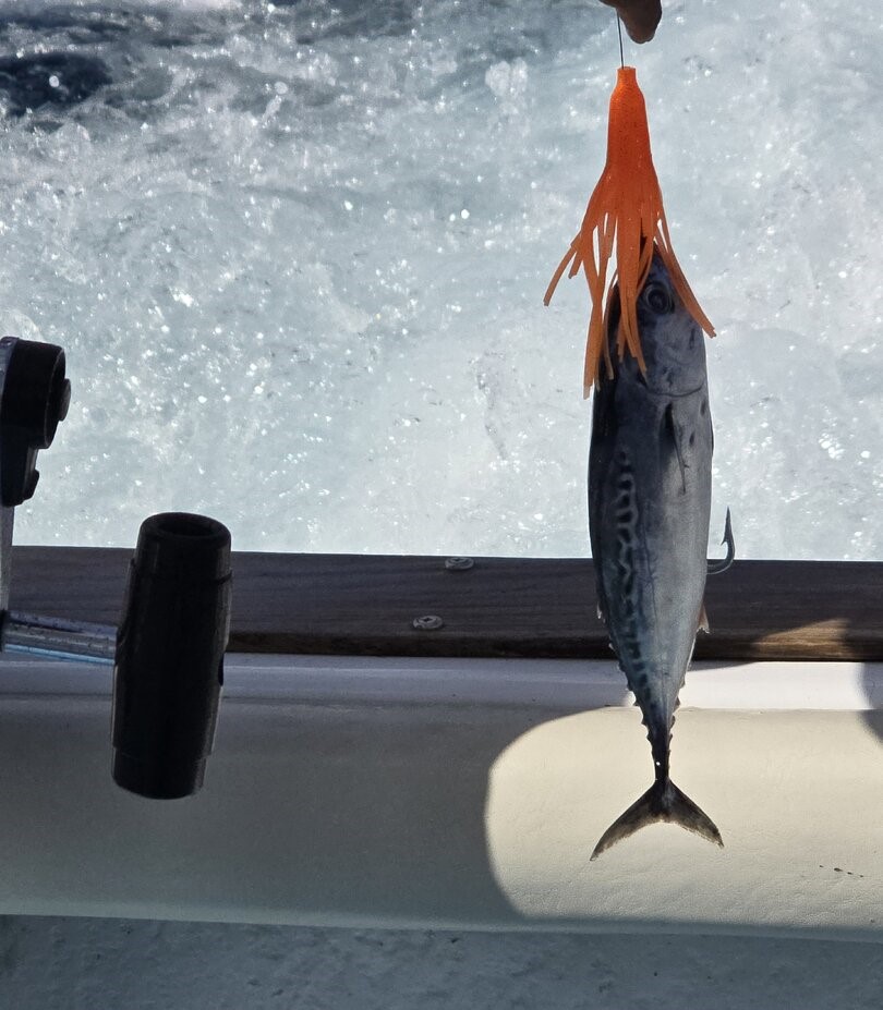 Little Tunny fish caught while fishing in Dominicus being held on boat deck with ocean waves in background