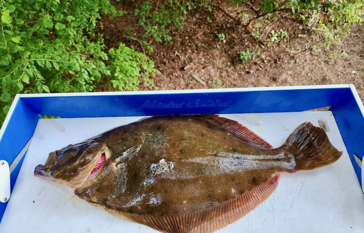 Photograph of a California Flounder caught in the Ocean City