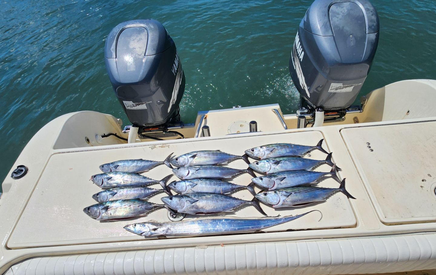 Five fish caught in MD during fishing trip