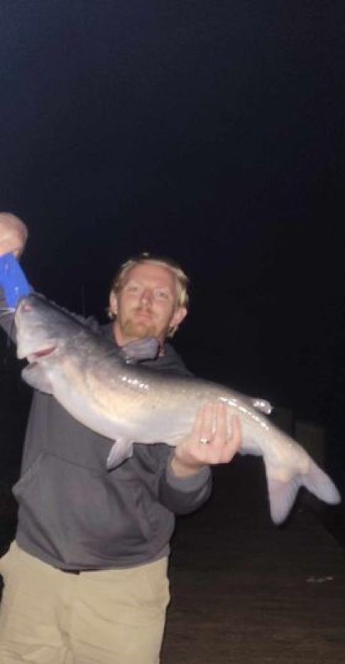 Hardhead Sea Catfish caught in Berlin