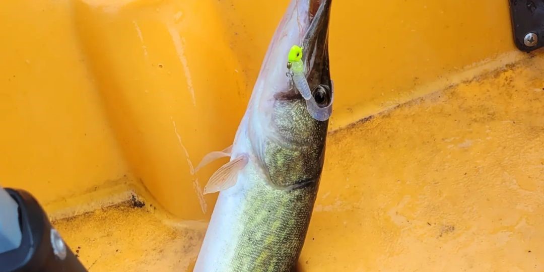 Kayak 