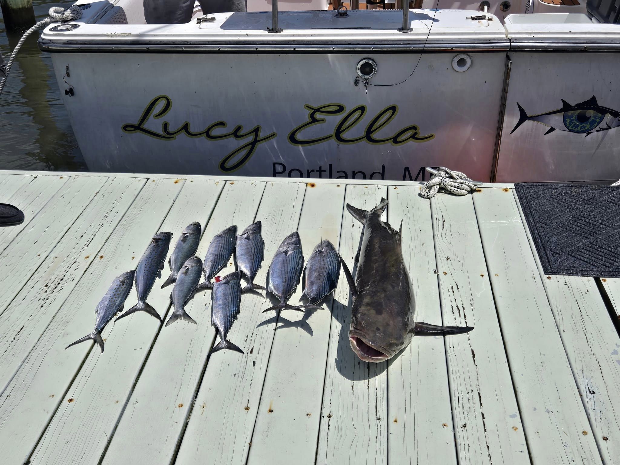 7 spanish mackerel and atlantic bonito fish caught in beaufort