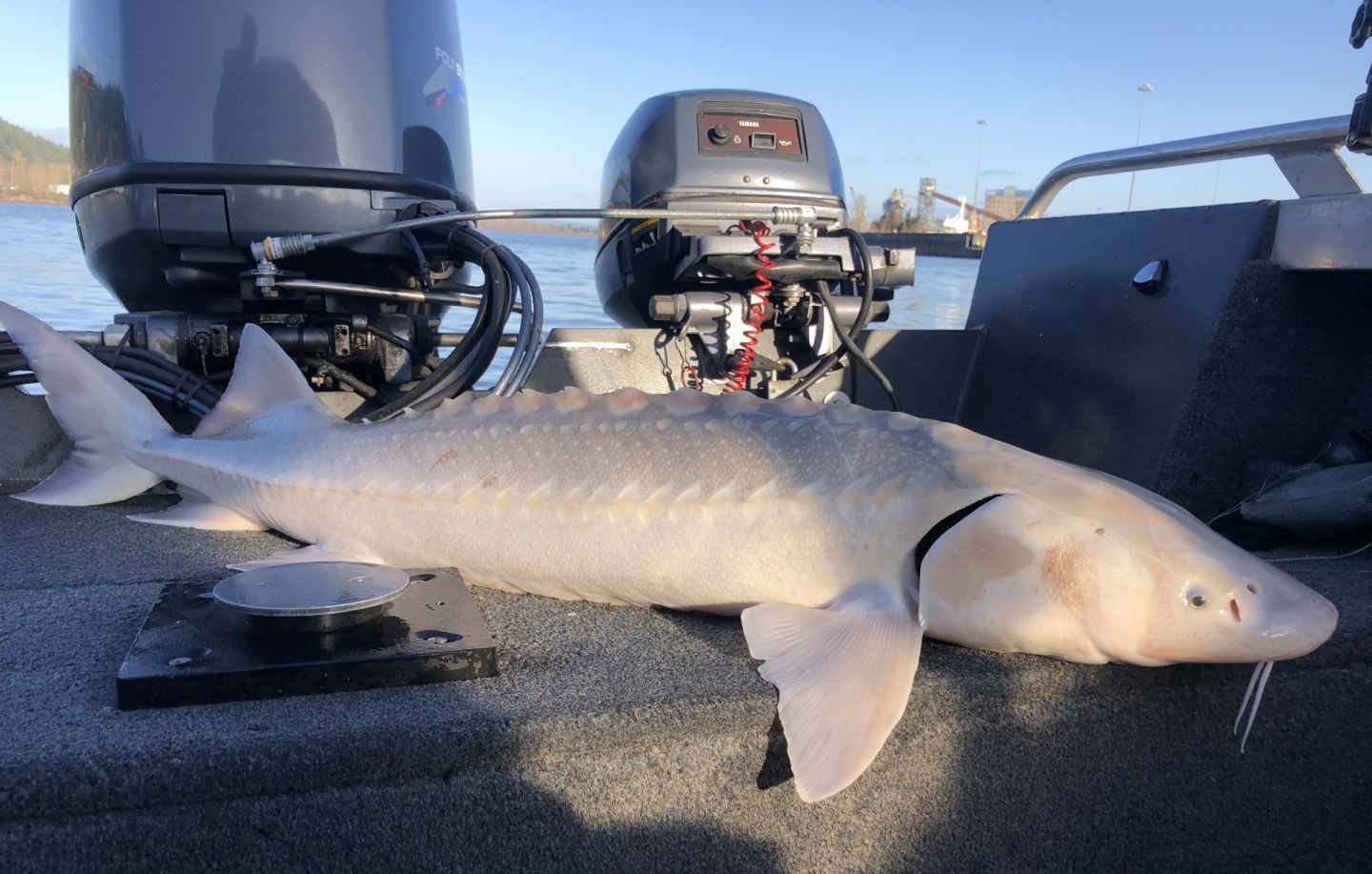 Solo angler catches sturgeon on Columbia River near Portland with professional fishing guide