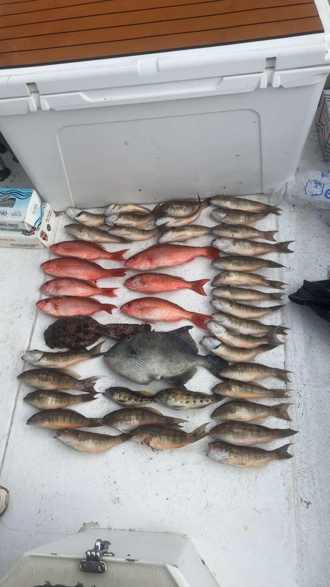 Mixed catch of fish displayed on boat deck in Pensacola FL including red snapper and other Gulf species
