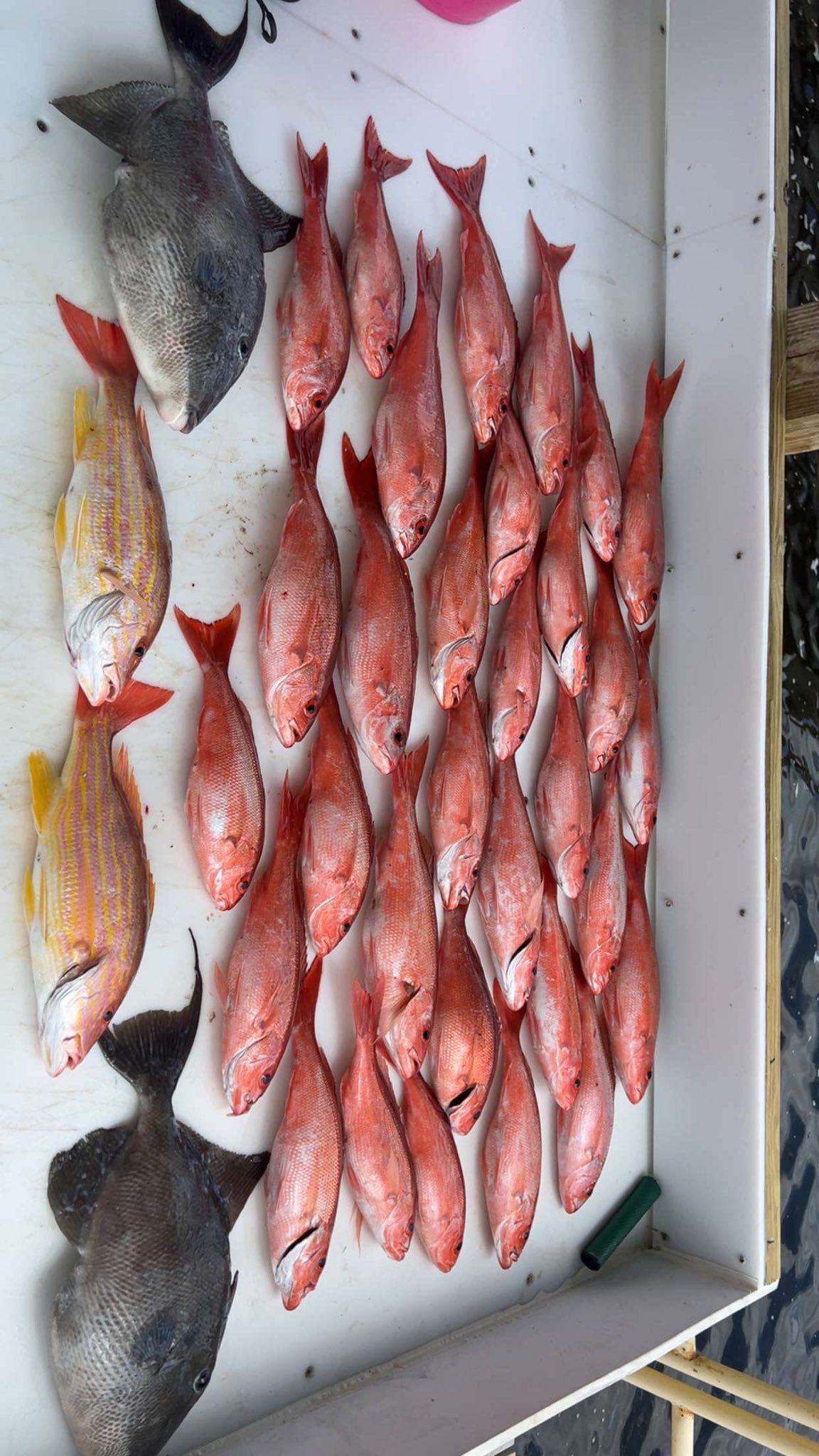 Fresh caught grey triggerfish and lane snapper displayed in cooler from Pensacola FL fishing trip