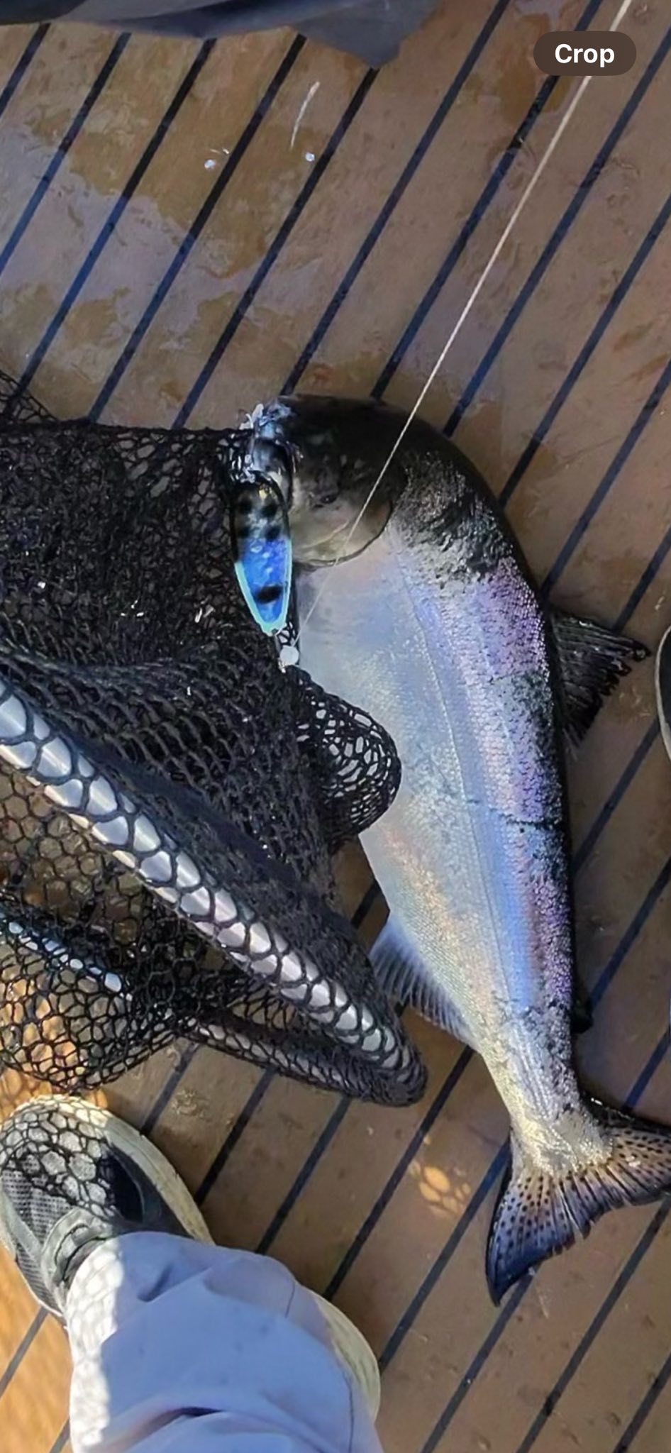 Chinook salmon caught fishing in Olcott NY displayed in landing net on wooden dock