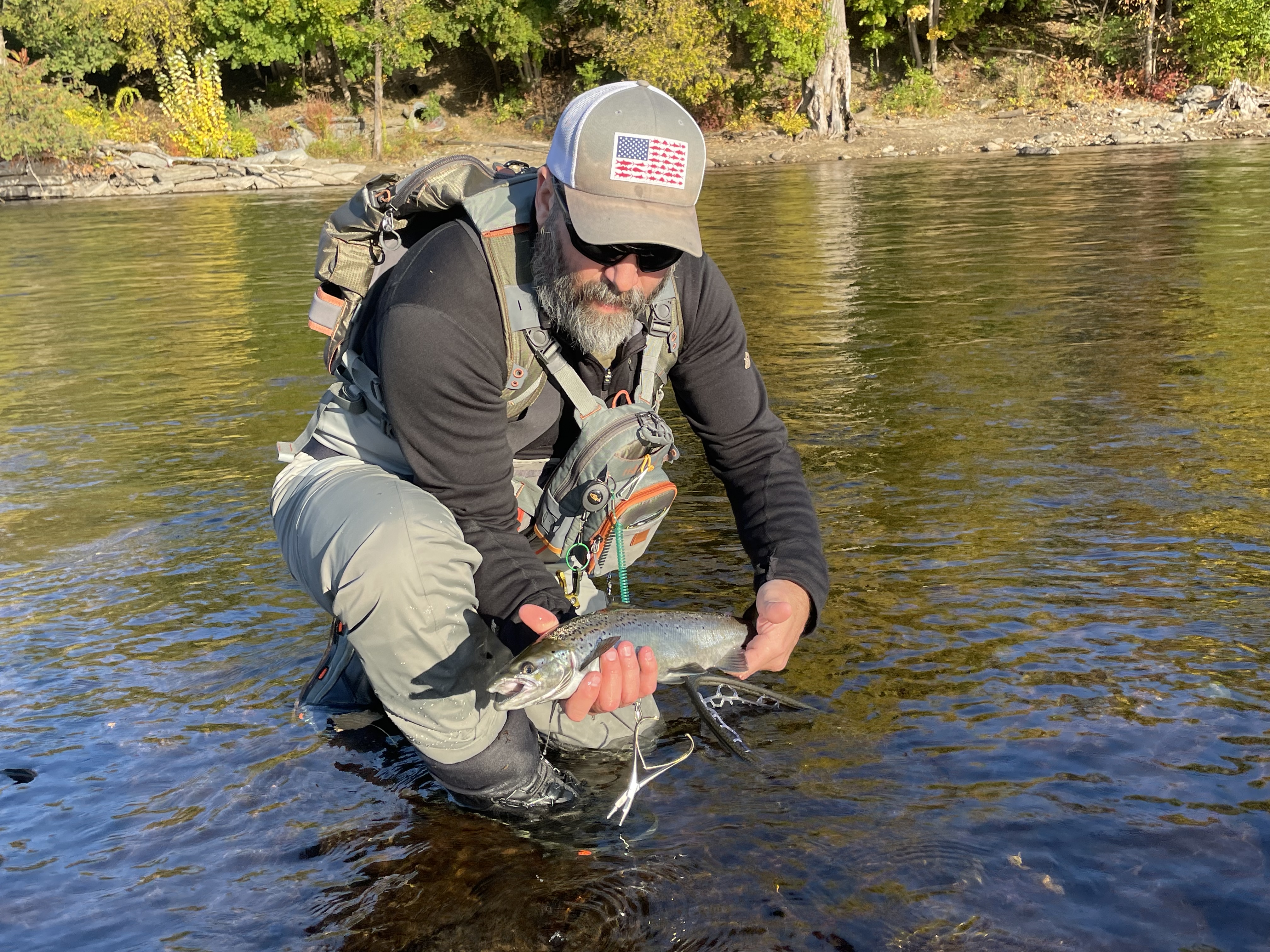 Atlantic salmon catch and release on Saranac River New York