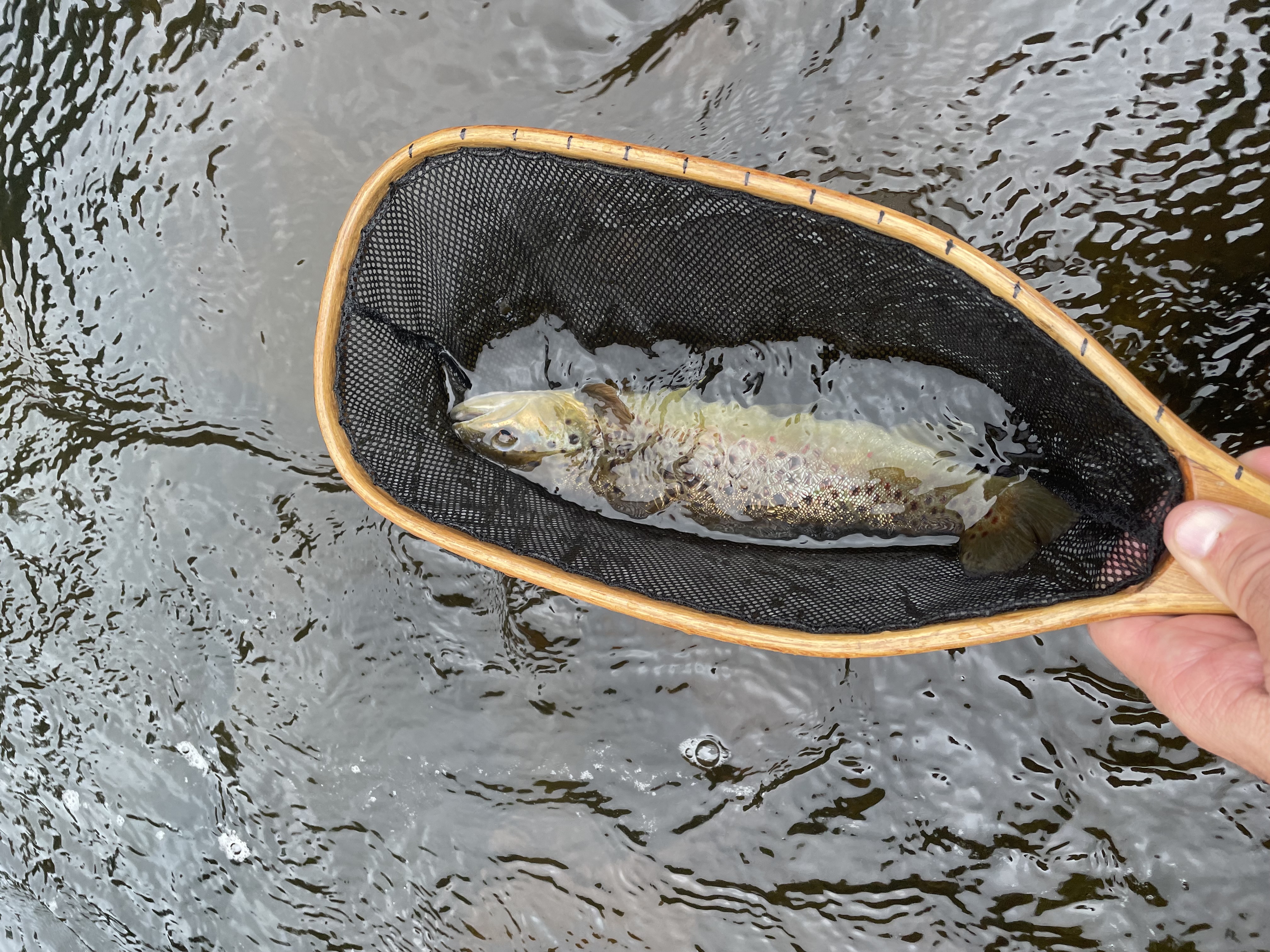 Brown trout in fishing net being released back into Saranac River New York