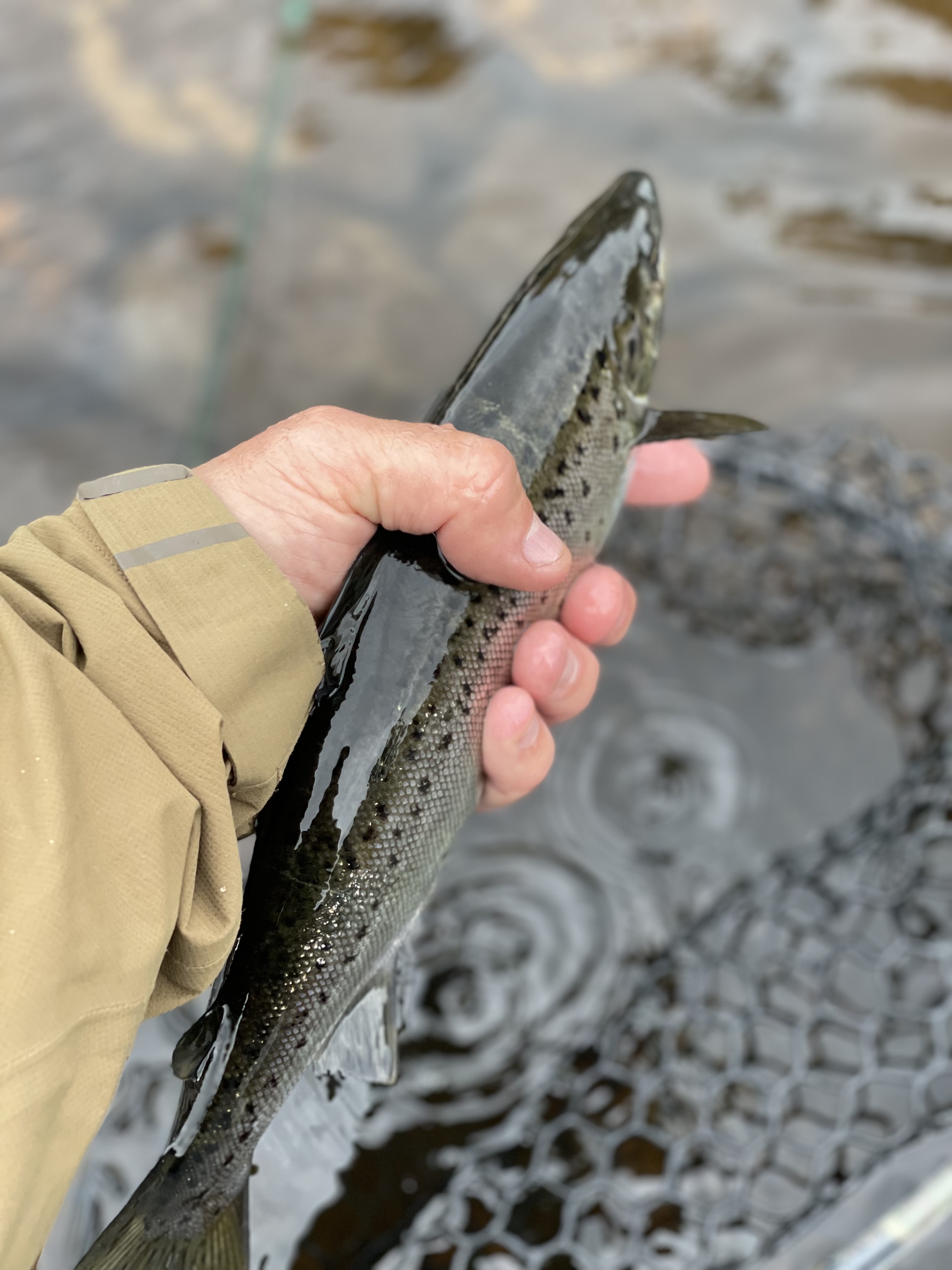 Fresh caught fish being held over water at Saranac River New York