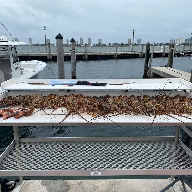 Fresh caught lobsters displayed on boat table at marina dock