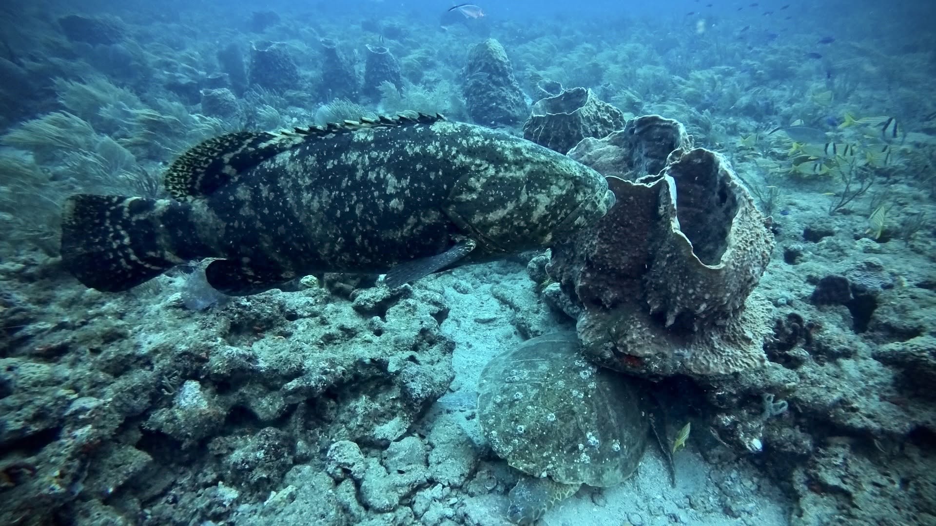 Large Goliath Grouper resting on coral reef seafloor underwater