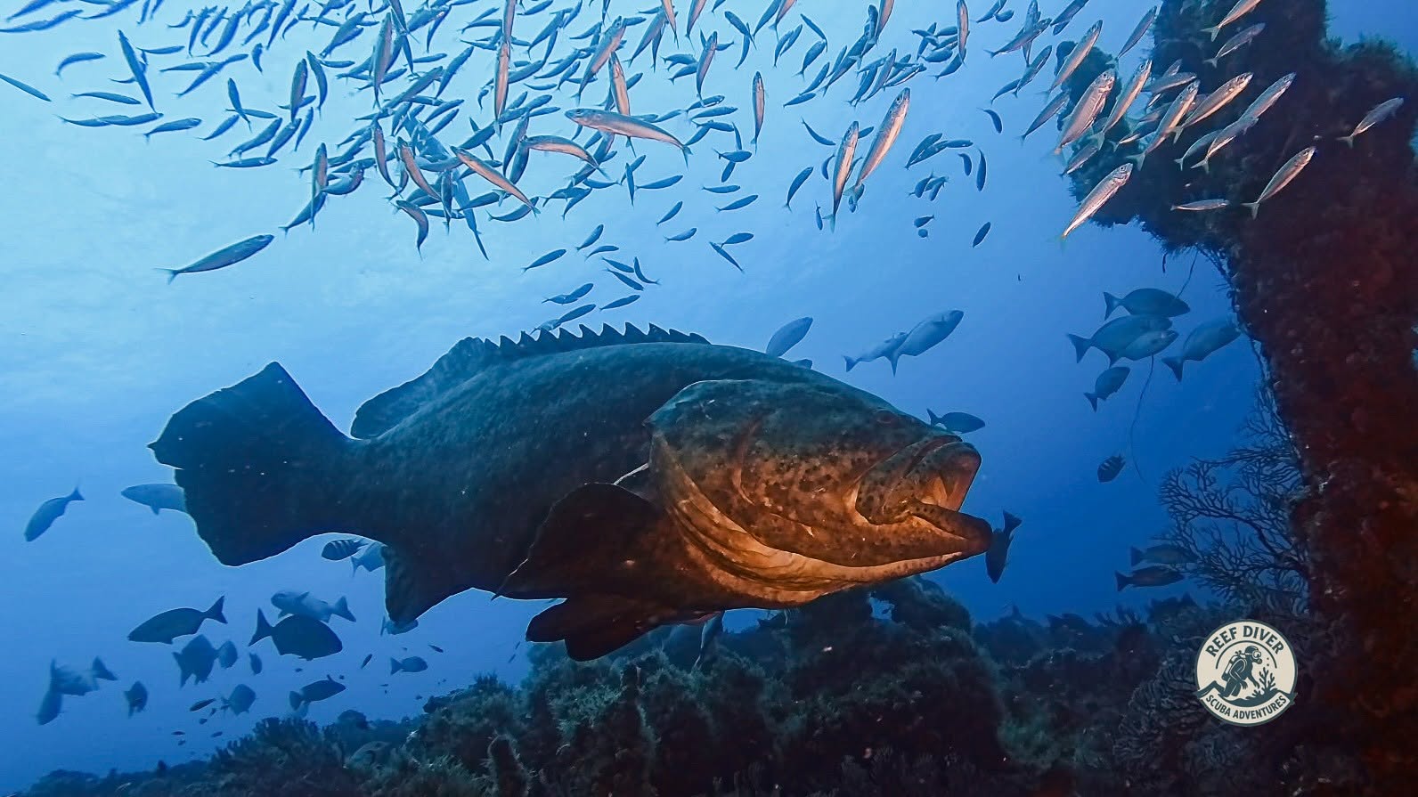 Massive Goliath Grouper with open mouth swimming near coral reef surrounded by smaller fish in blue ocean water