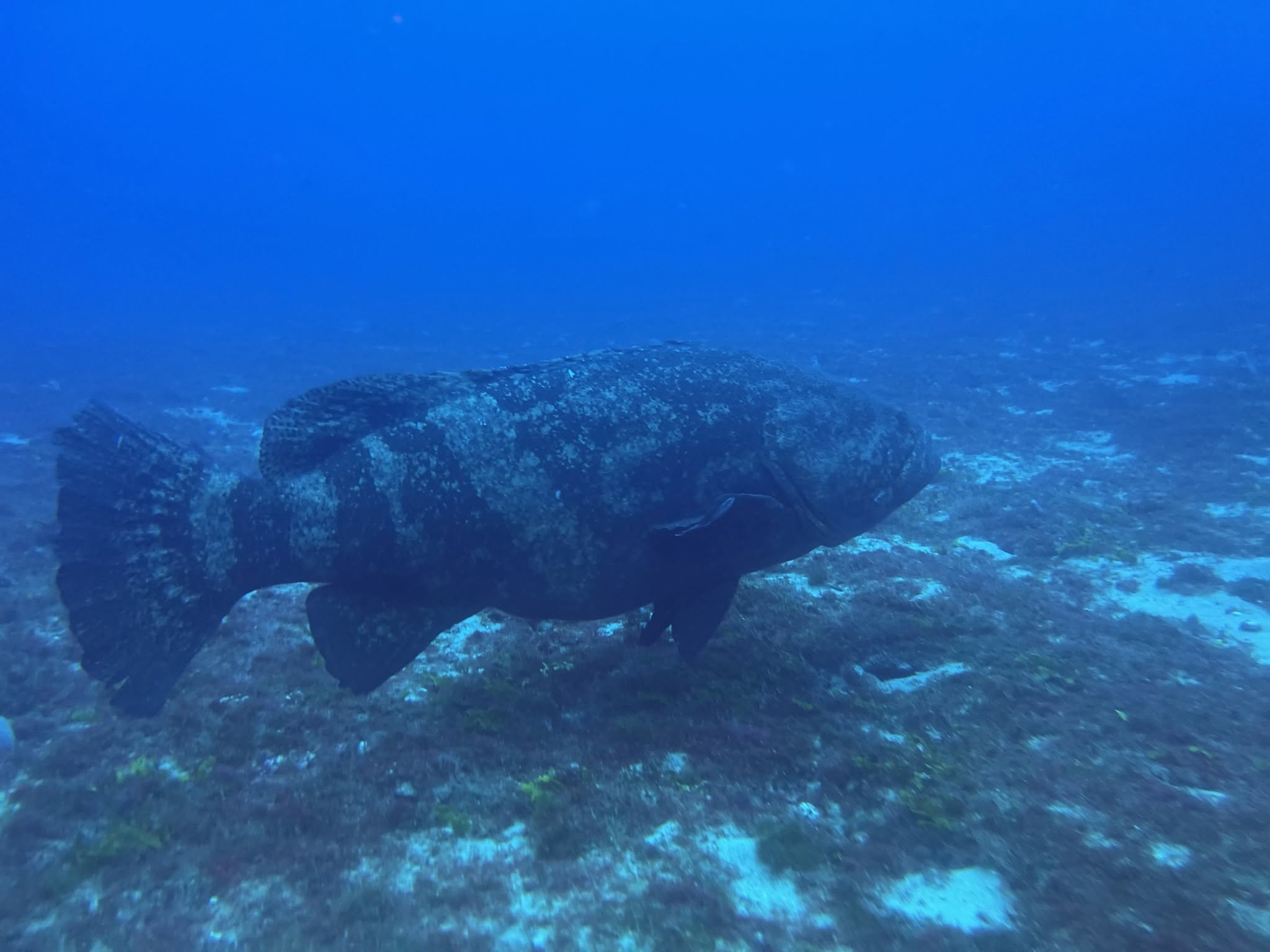Goliath grouper resting on rocky underwater reef in deep blue water