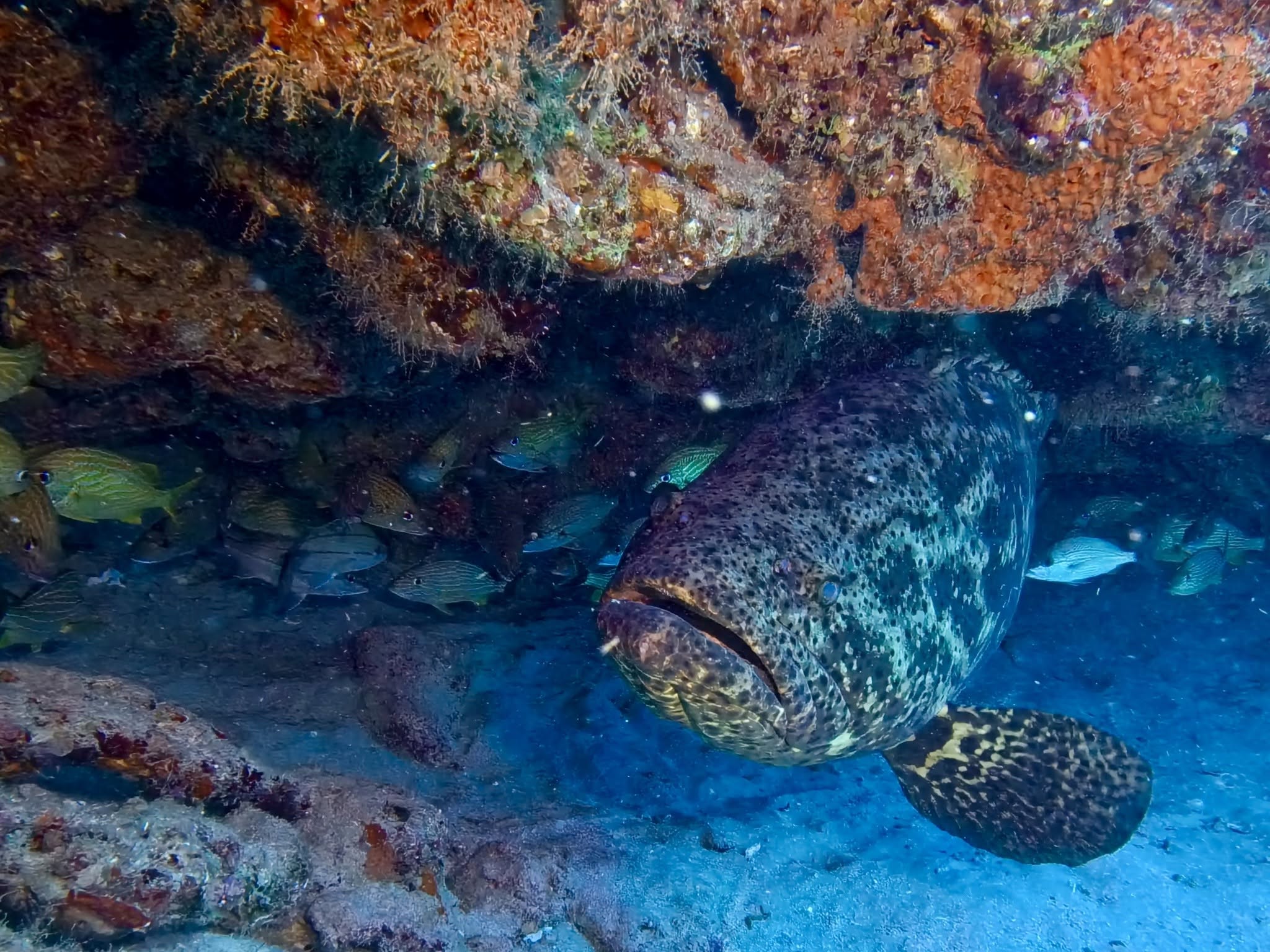 Large grouper fish resting under coral reef overhang with smaller tropical fish swimming nearby in blue water