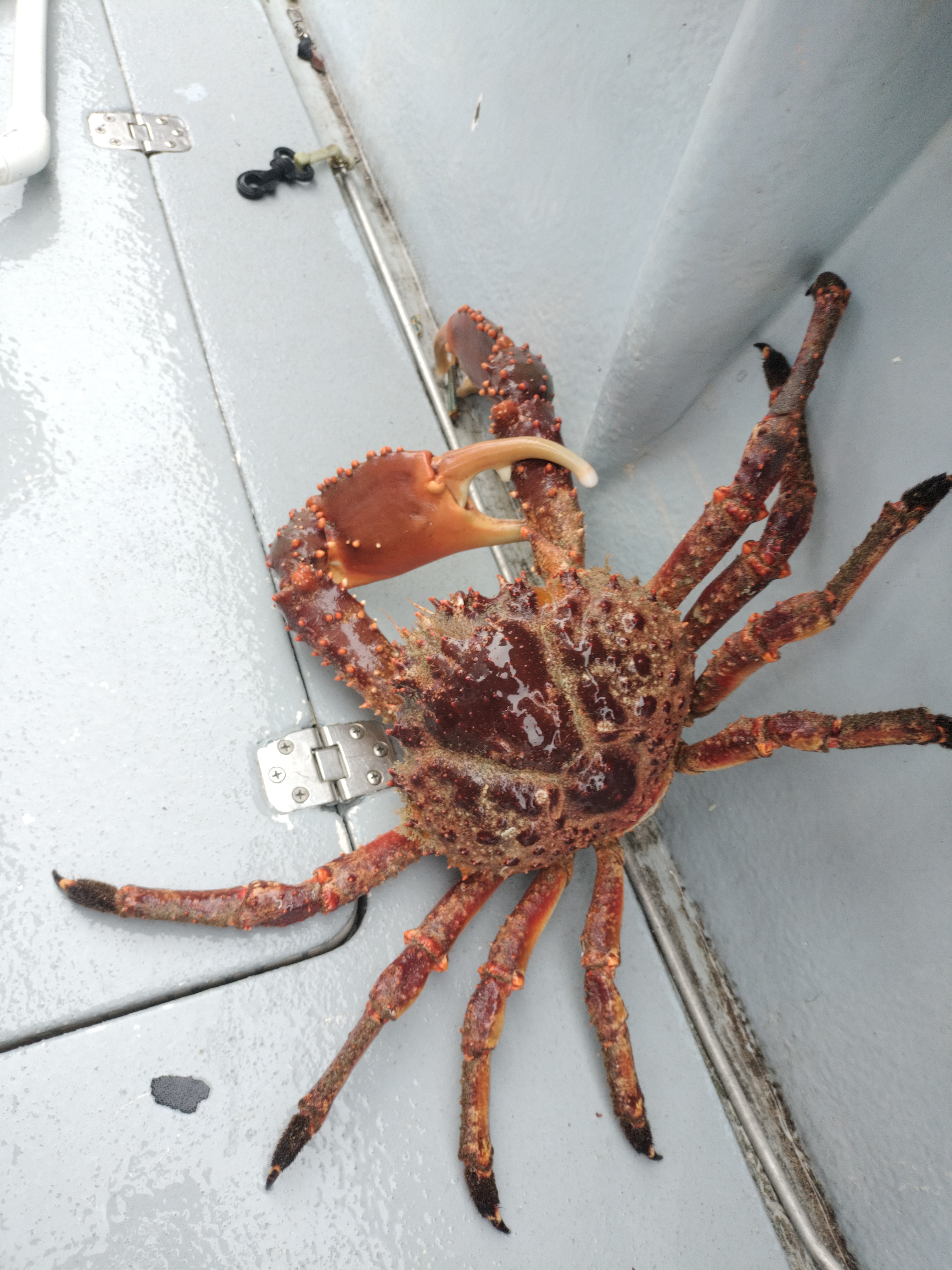 Large king crab caught on fishing boat deck in North Palm Beach FL