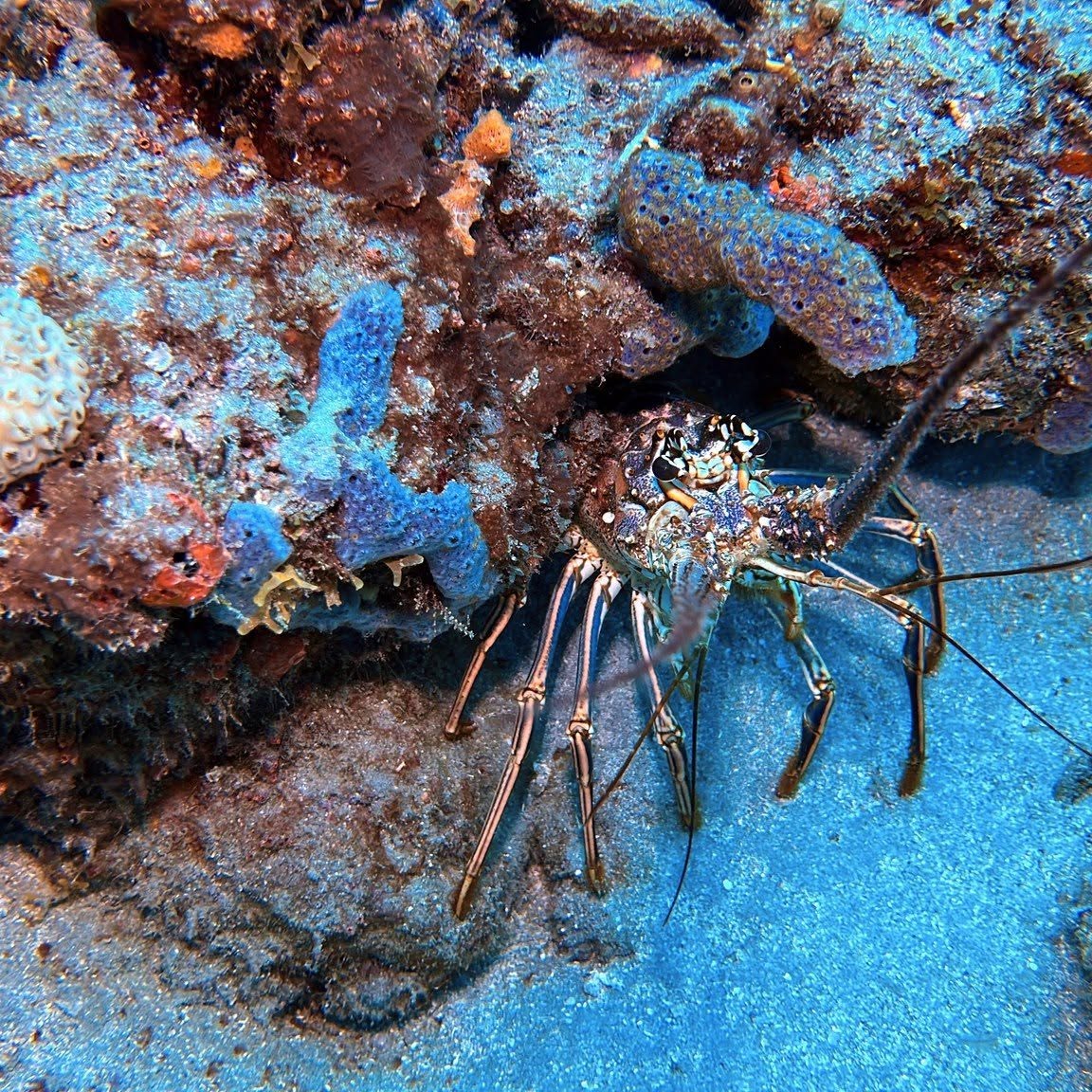 Spiny lobster hiding among colorful coral and marine growth on underwater reef structure
