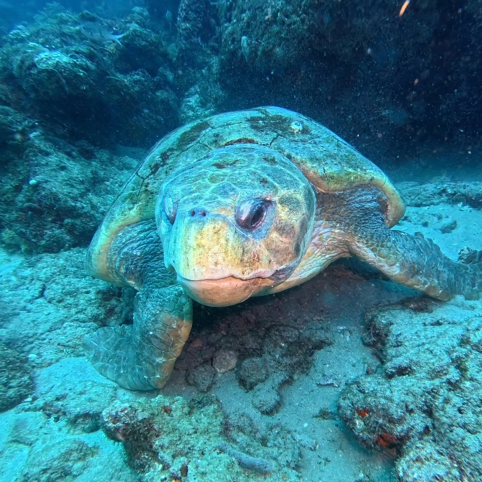 Large sea turtle resting on coral reef underwater in blue ocean environment