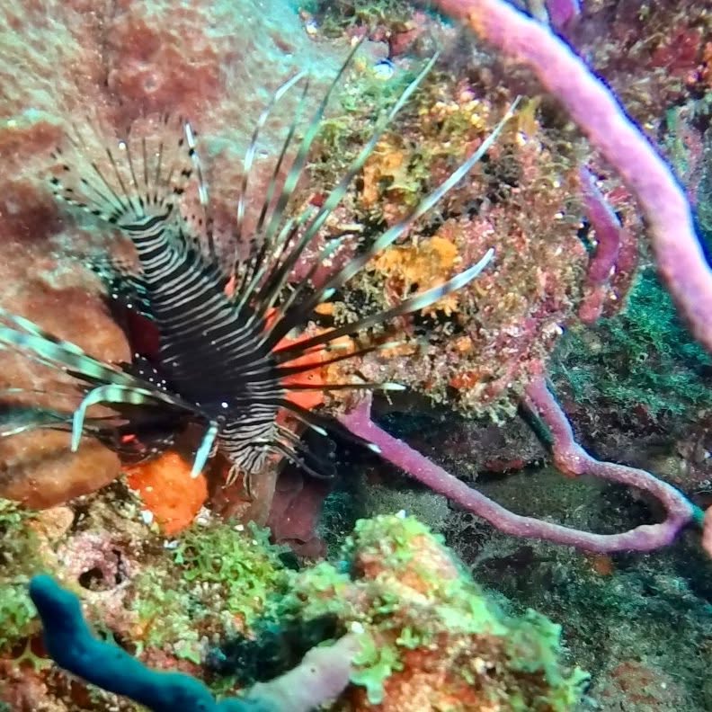 Underwater scene showing spiny sea urchin among colorful coral reef with purple rope or marine growth