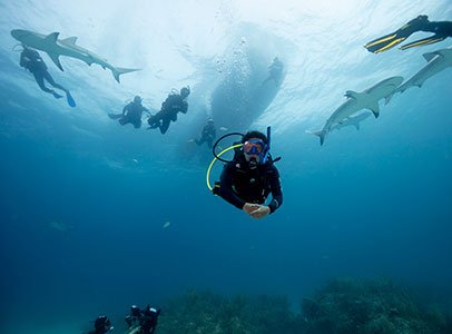Shark conservation scuba diving certification course with underwater shark education program