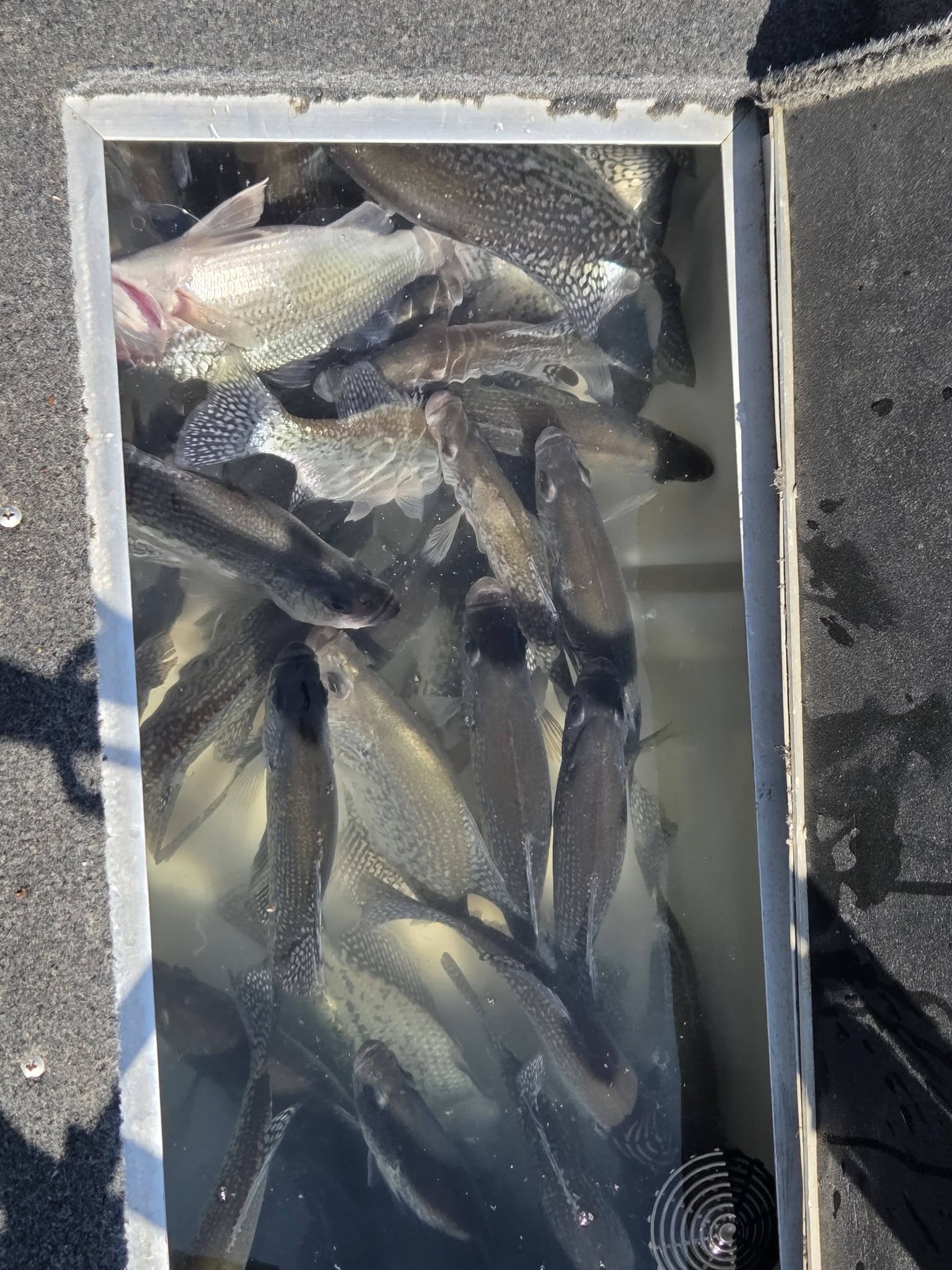Fresh caught crappie and other fish in cooler from Lyman SC fishing trip