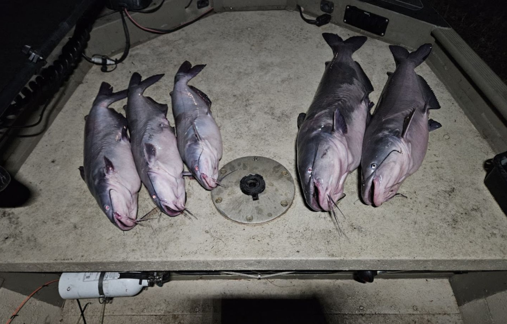 Four fish caught while fishing in Phoenix