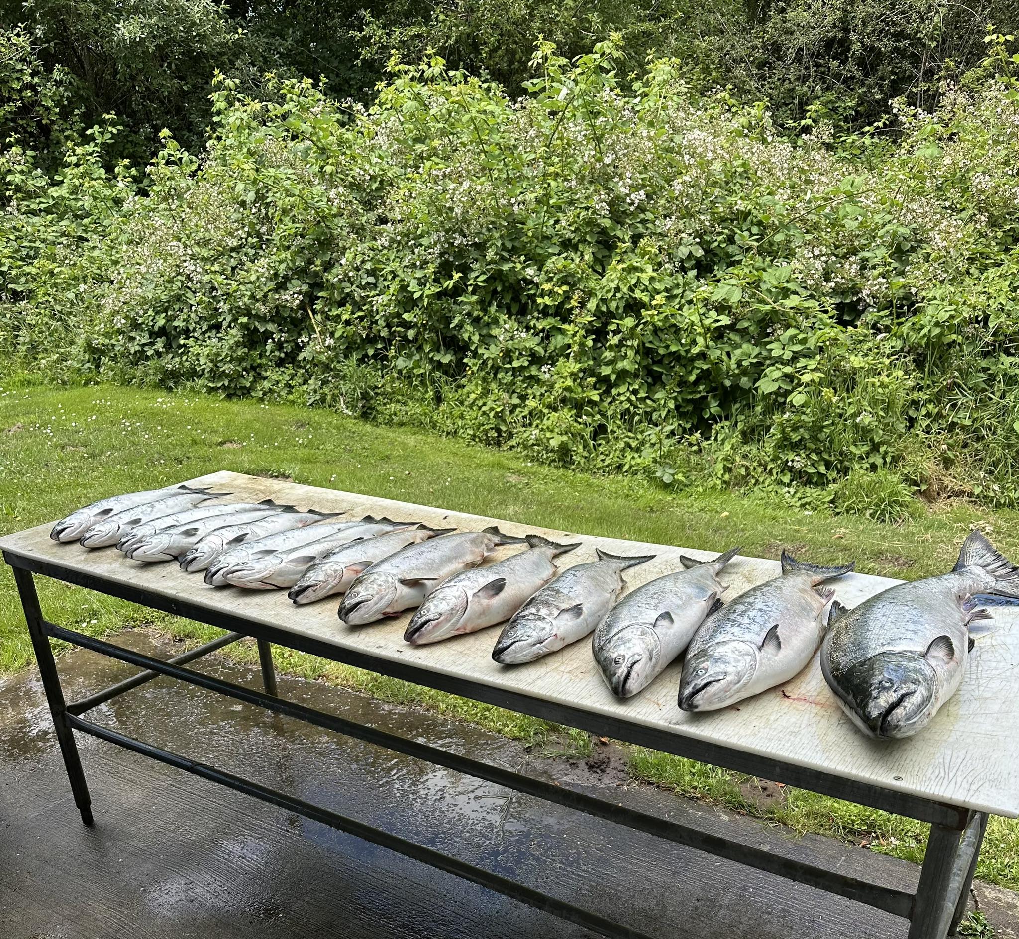 5 Atlantic Bonito fish caught while fishing in Hammond