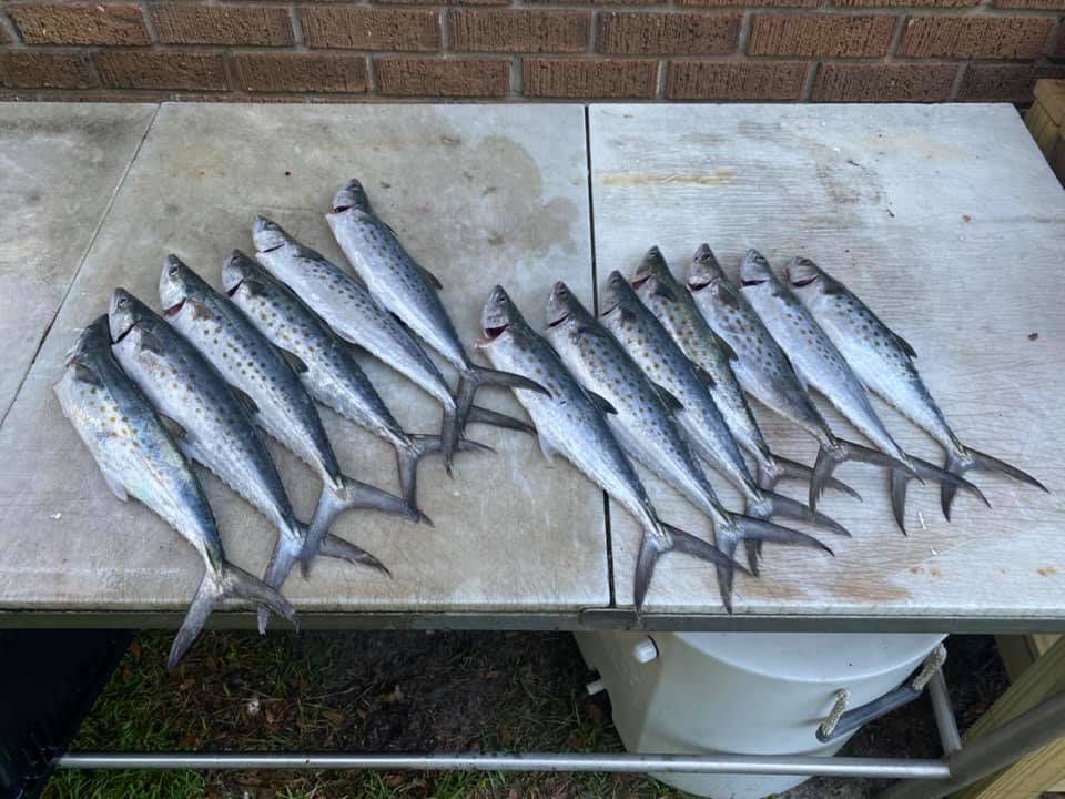 Four fish caught in Beaufort