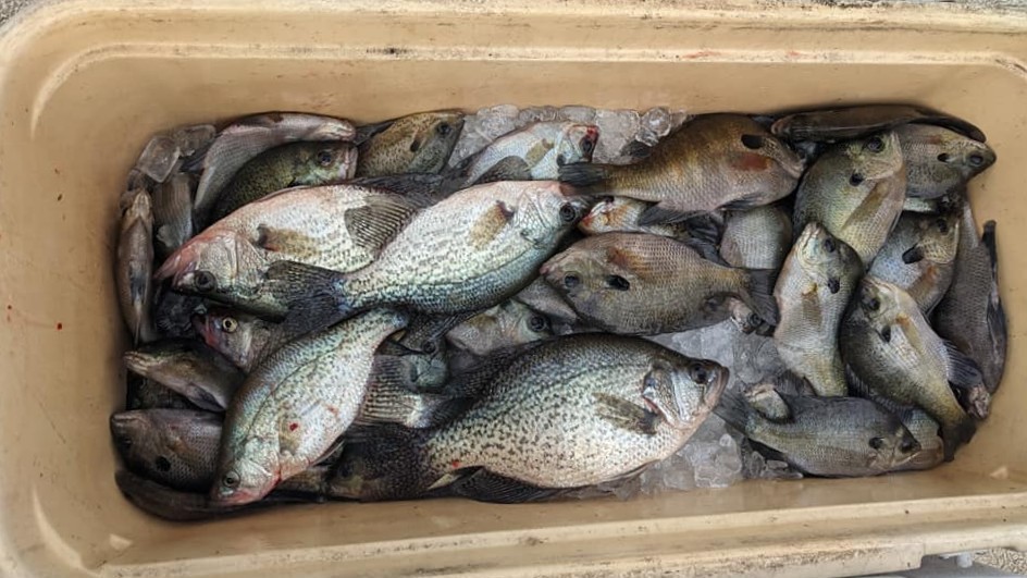 Fresh caught crappie and bluegill in cooler from Cameron SC fishing trip