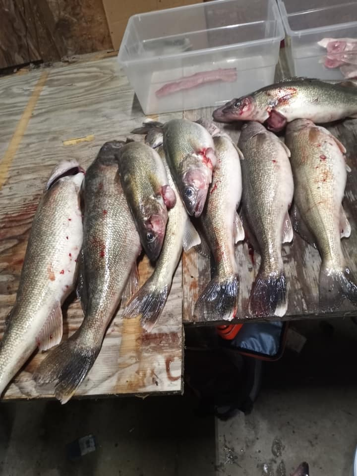7 fish caught at lakeside marblehead during fishing