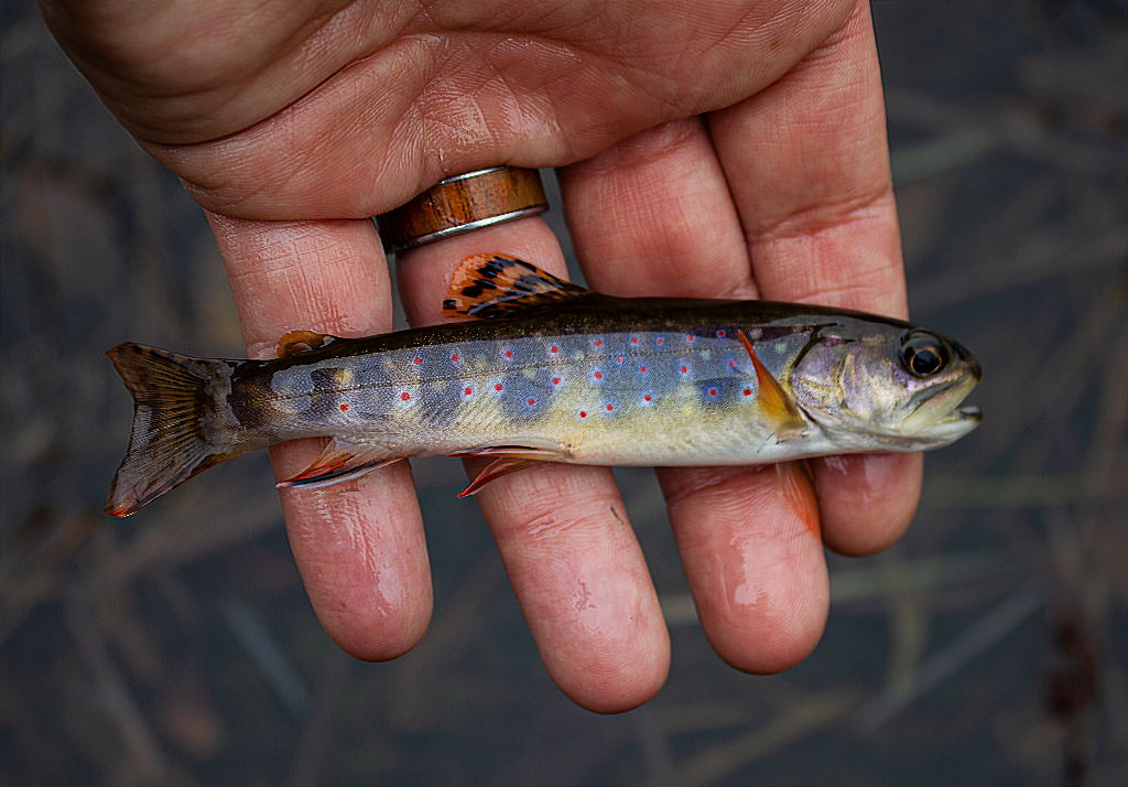 Brook Trout caught in PA