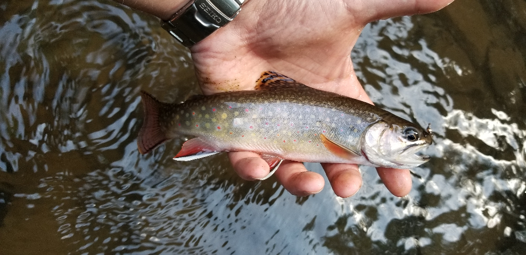 Stunning brook trout in the PA wilderness