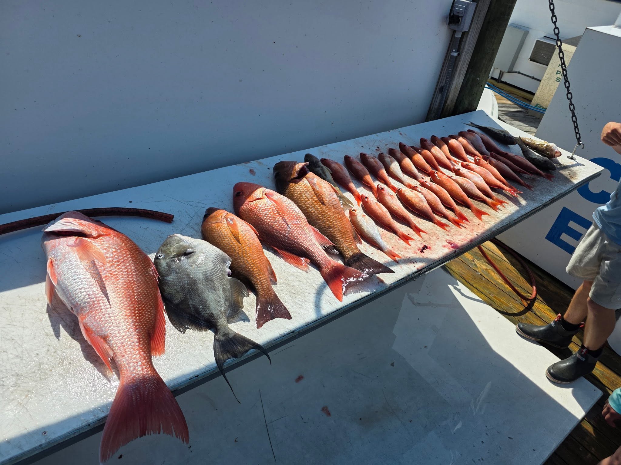 Fresh caught red snapper and grey triggerfish displayed on fishing boat deck in Niceville FL
