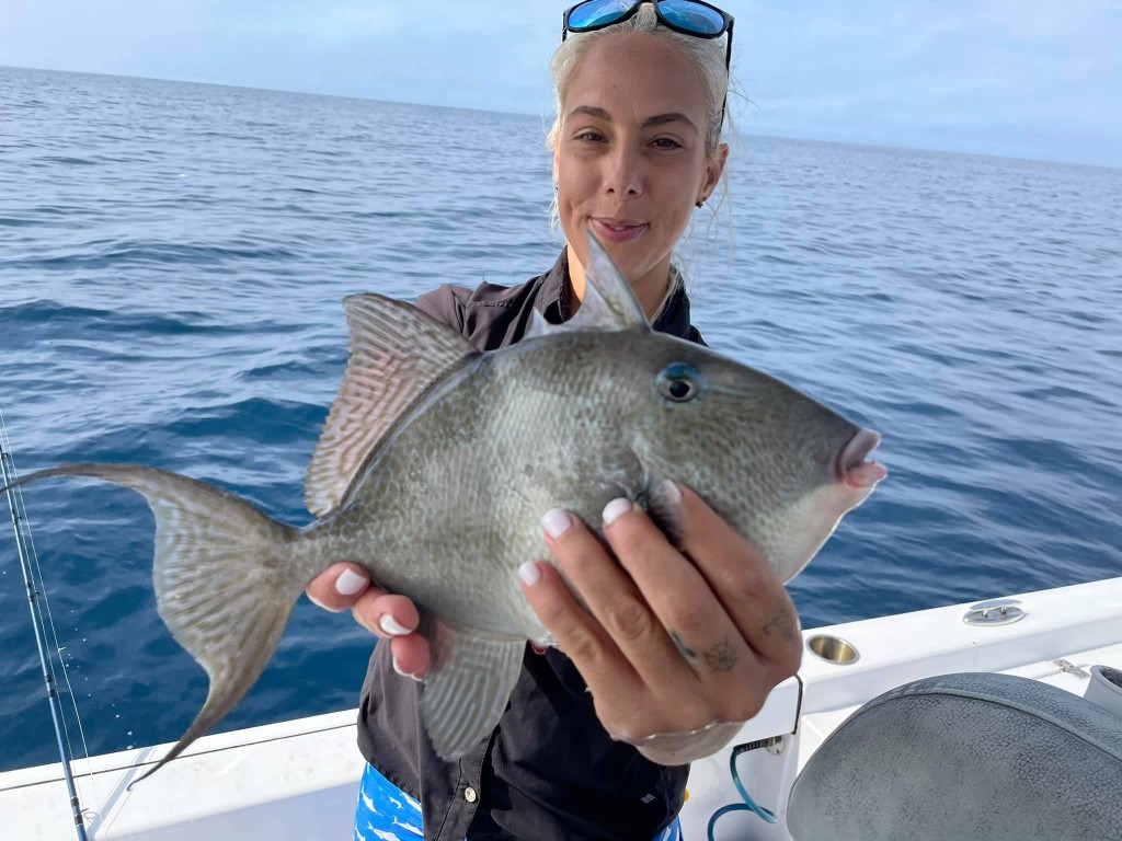 Photograph of a Grey Triggerfish, a 23-inch saltwater fish caught in Nokomis