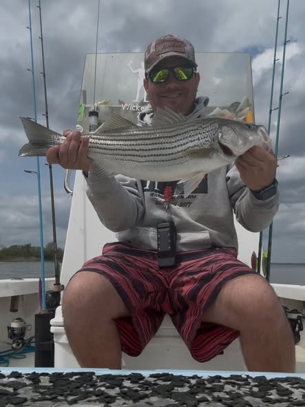 Striped bass caught while fishing in Greenville NC