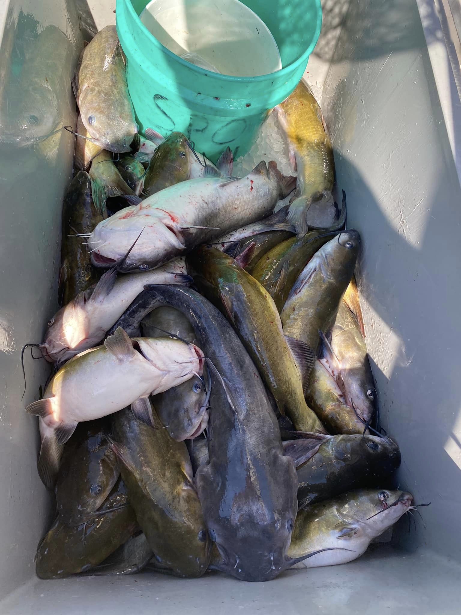 Two fish caught in Maryland, fishing