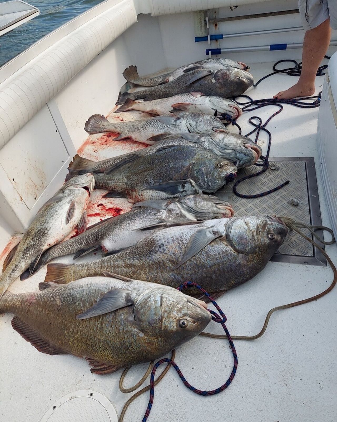 Six freshwater drum and black drum fish caught at Cape May