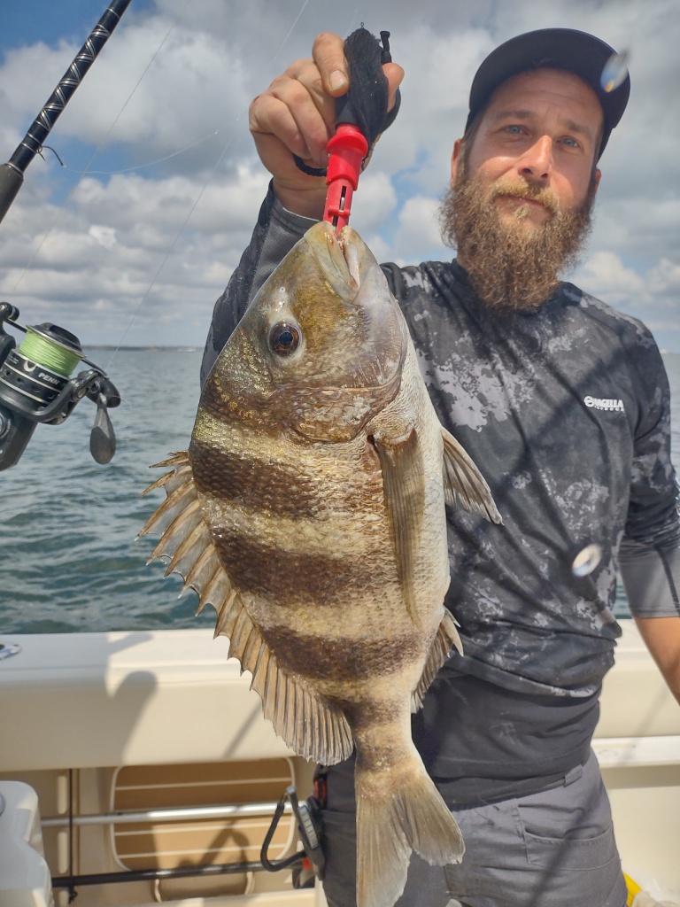 Sheepshead fish caught in Pensacola
