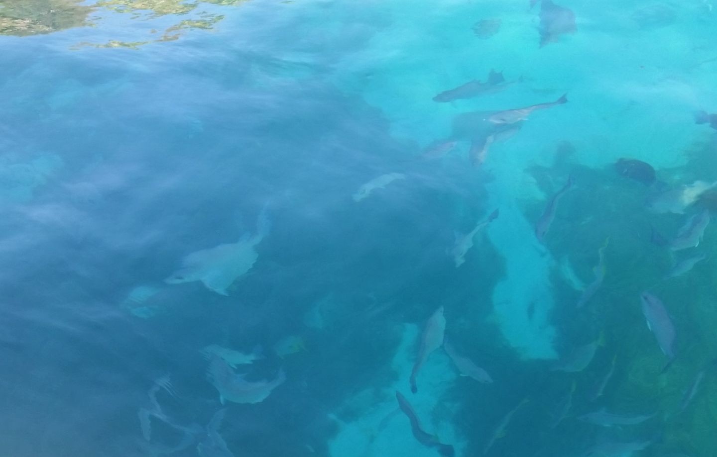 Fishing in Nassau